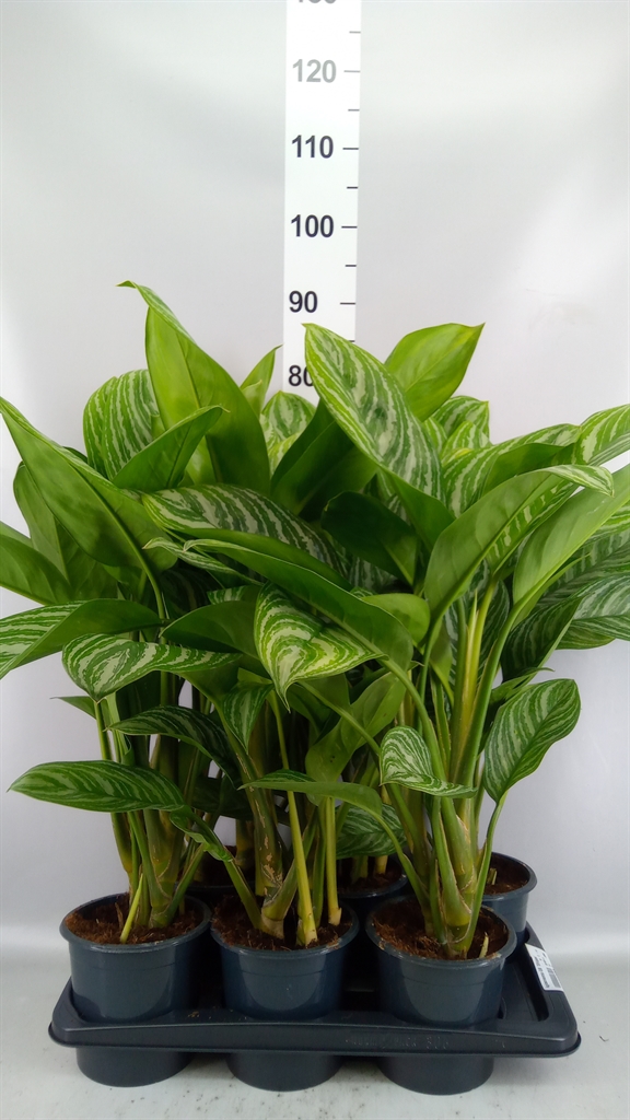 Aglaonema Stripes 17Ø 75cm