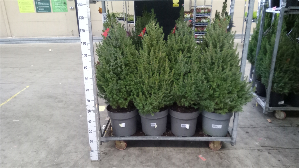 Picea Conica 32Ø 120cm