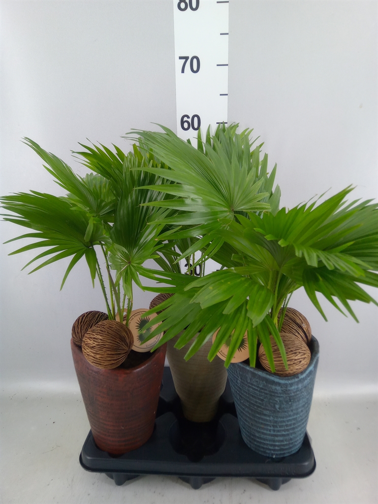 Livistona Rotundifolia 16Ø 45cm