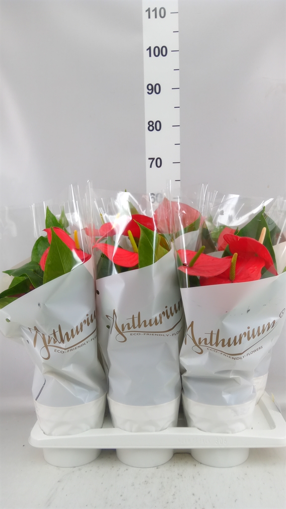 Anthurium Minnesota 17Ø 45cm