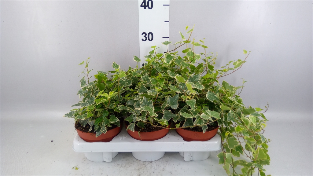 Hedera Helix White Wonder 13Ø 20cm