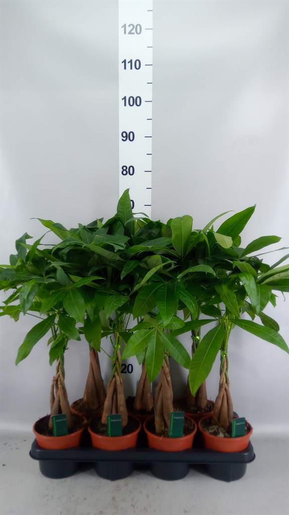 Pachira Aquatica 14Ø 65cm