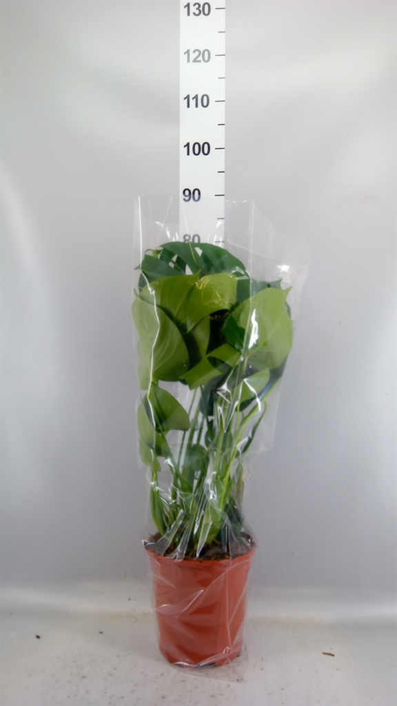 Monstera Deliciosa 21Ø 80cm