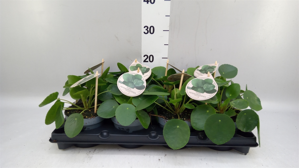 Pilea Peperomoides 12Ø 25cm