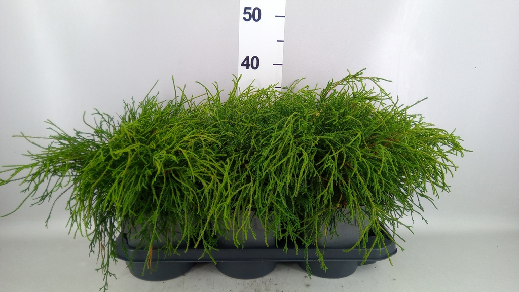Chamaecyparis Filifera Nana 17Ø 20cm