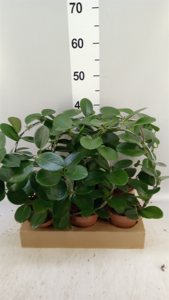 Hoya Australis 12Ø