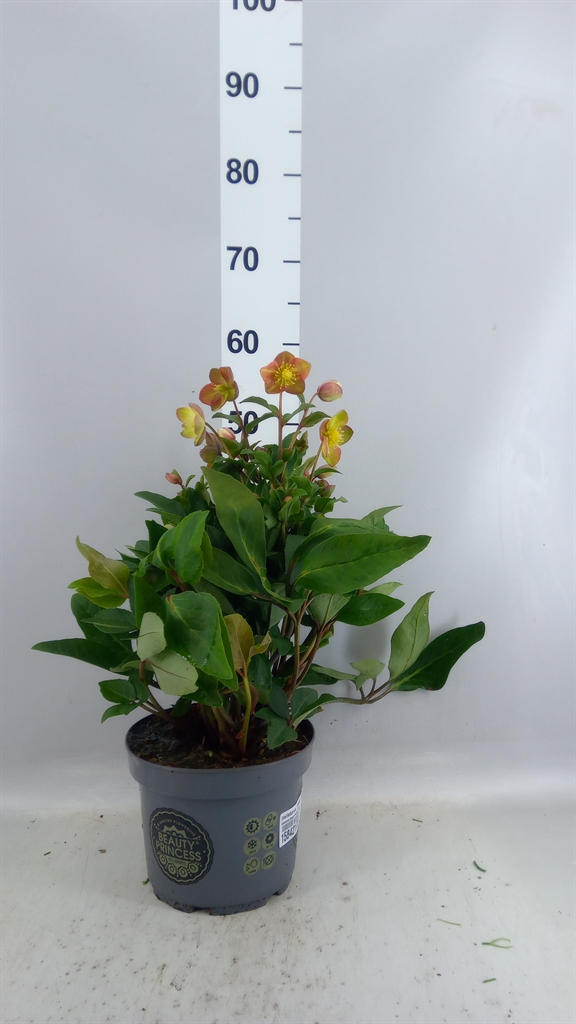 Helleborus Beauty Princess 21Ø 50cm