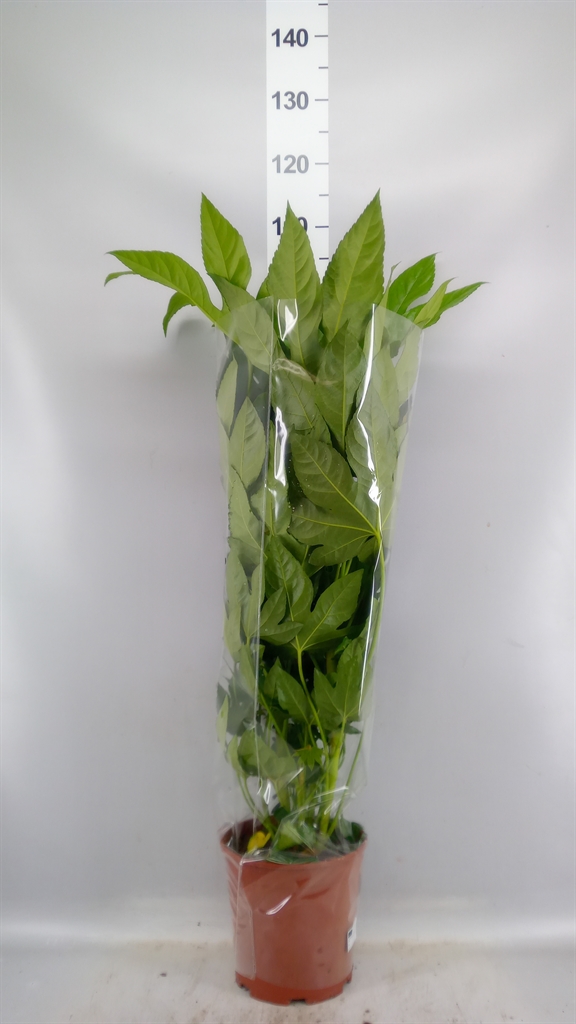 Fatsia Overig 21Ø 90cm