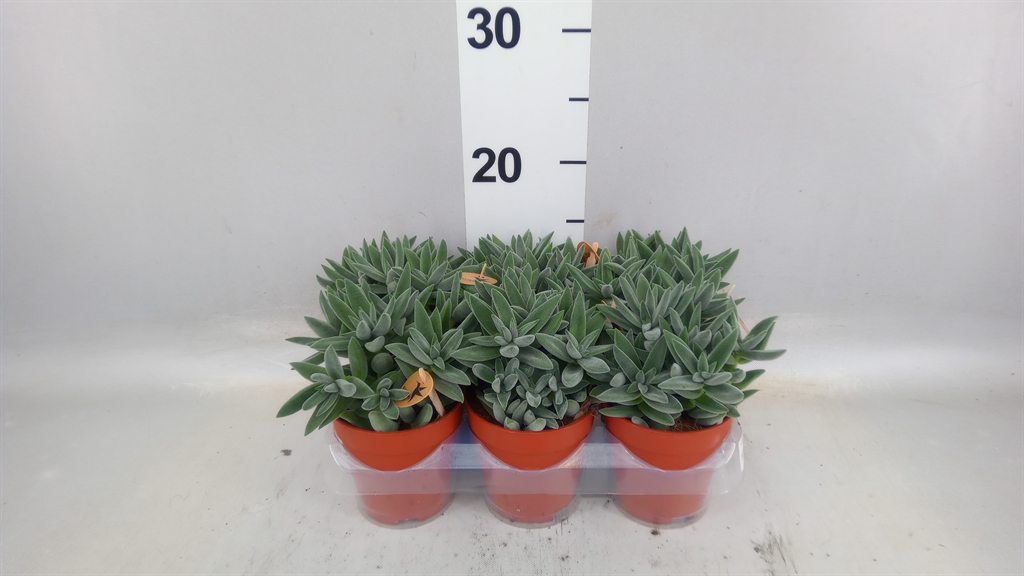 Crassula Tarantula 9Ø 17cm
