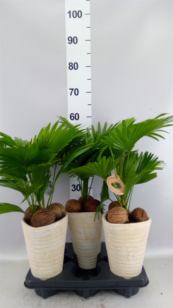 Livistona Rotundifolia 16Ø 45cm