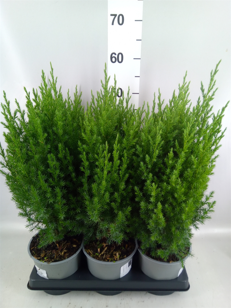 Juniperus Stricta 15Ø 55cm