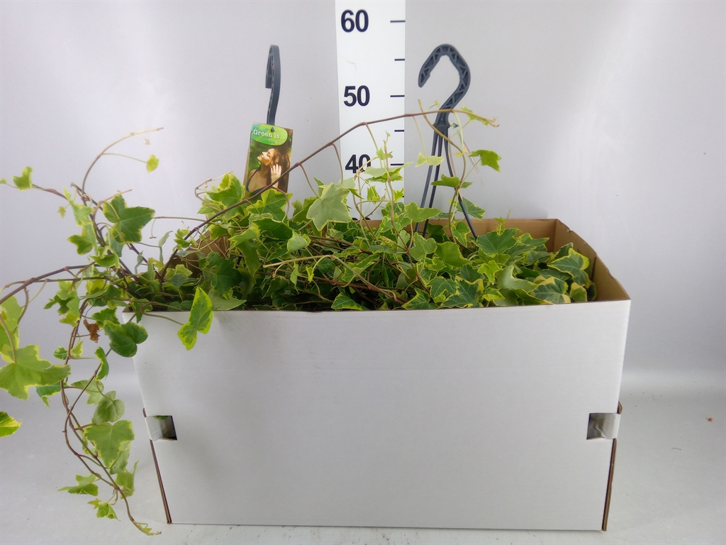 Hedera Helix Goldchild 24Ø 100cm