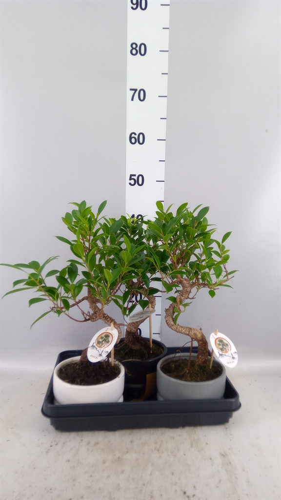Bonsai Mix 15Ø 35cm