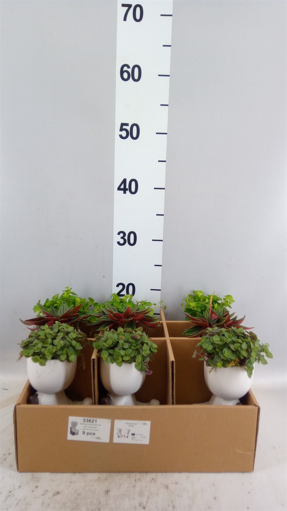 Arrangement Indoor Green 10Ø