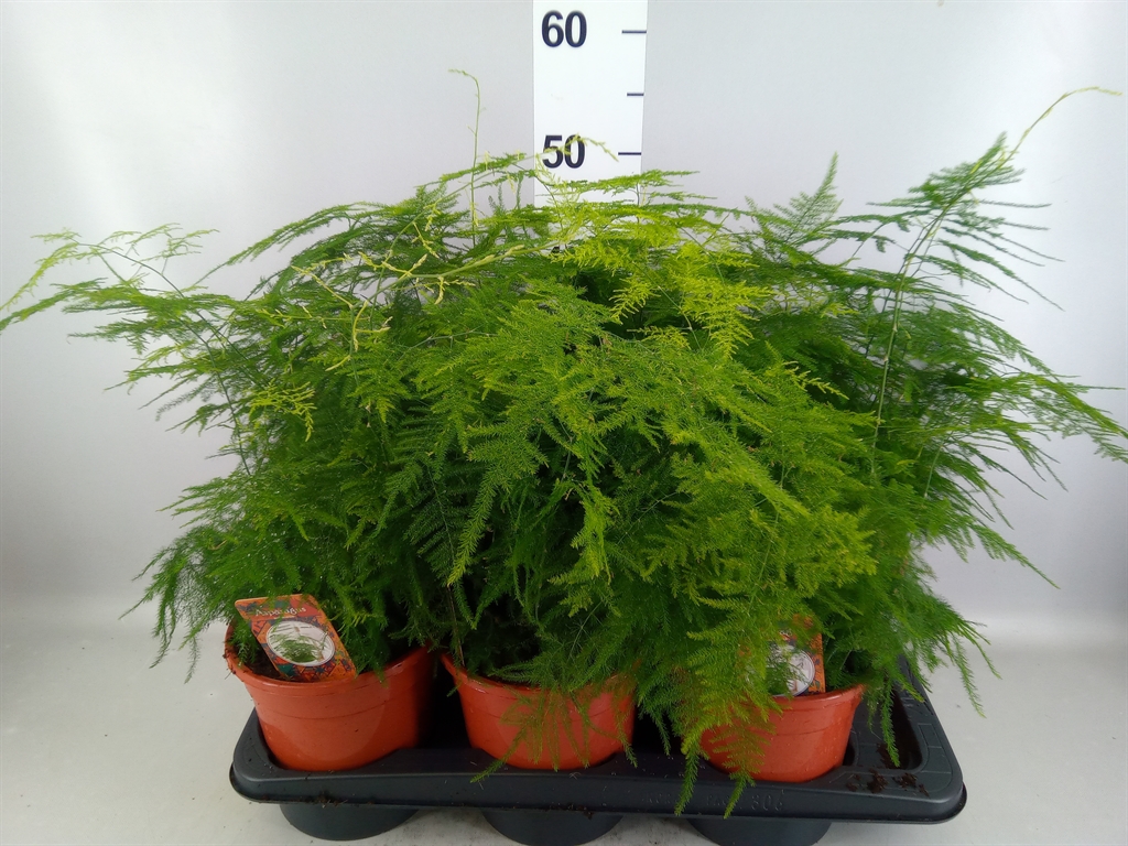 Asparagus Setaceus 17Ø 45cm