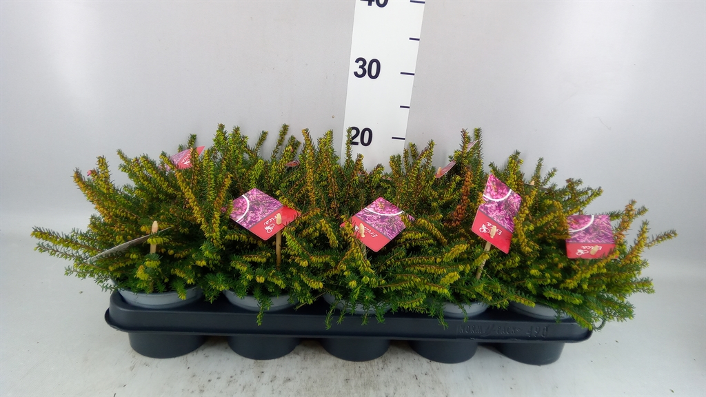 Erica Darleyensis Kramer's Rote 12Ø 20cm