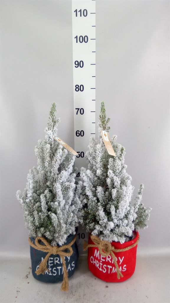 Picea Gl December 21Ø 70cm