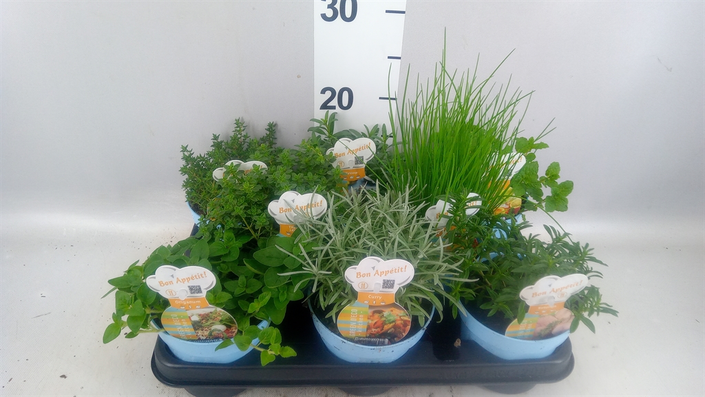 Garden Herbs Mix 12Ø 15cm