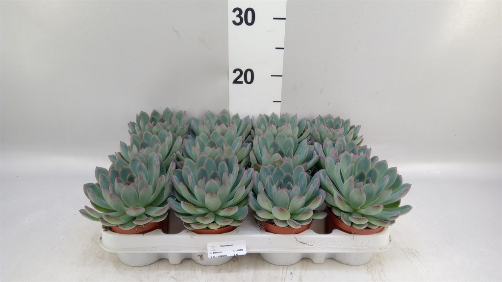 Echeveria Apus 8Ø 10cm