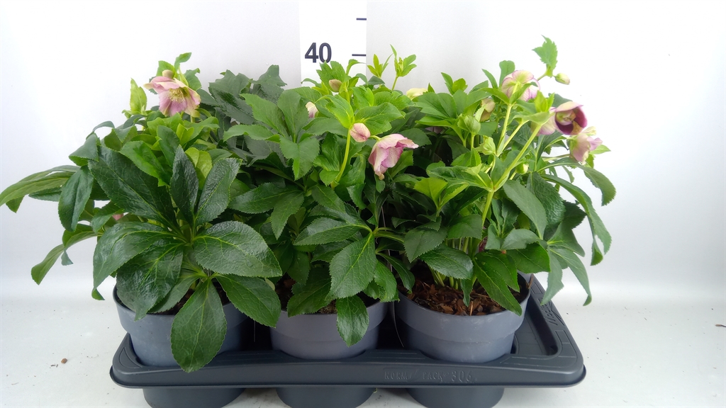 Helleborus Orientalis 17Ø 35cm