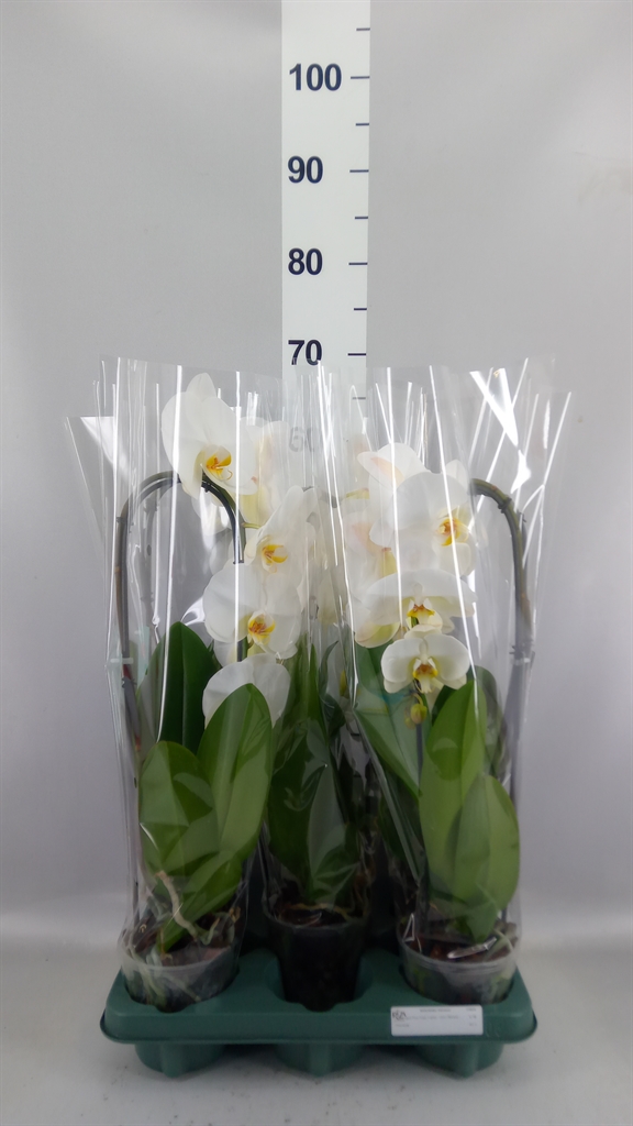 Phalaenopsis Tokyo 12Ø 60cm 1st