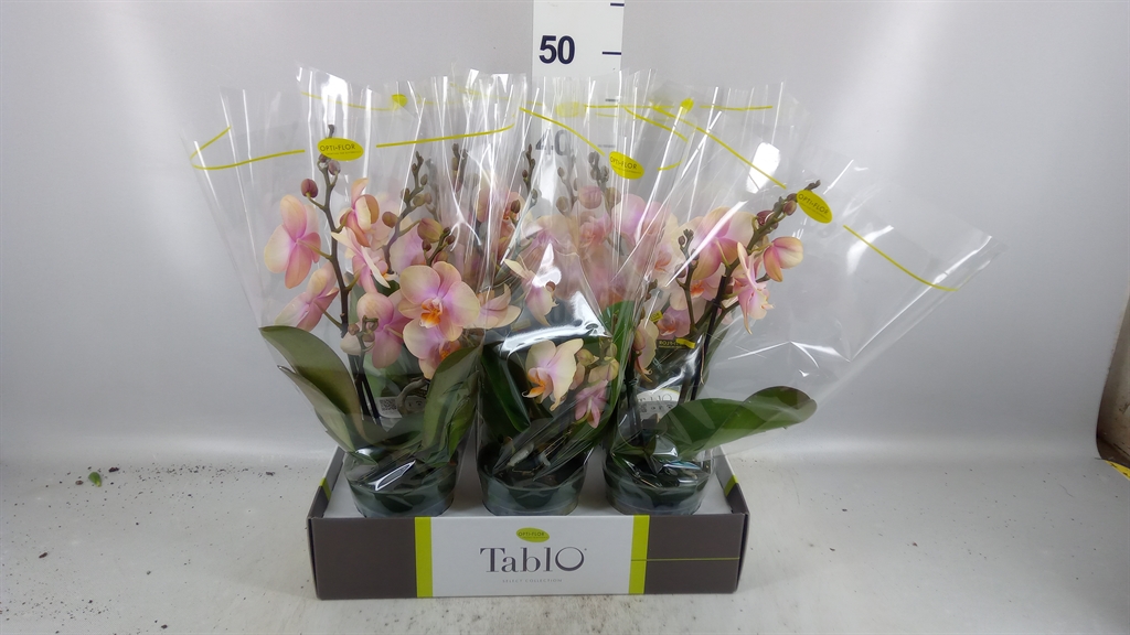 Phalaenopsis Yellow 12Ø 40cm 2st