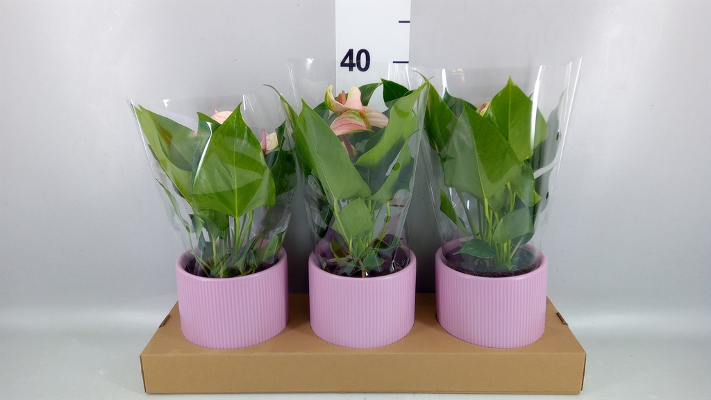 Anthurium Joli 12Ø 40cm