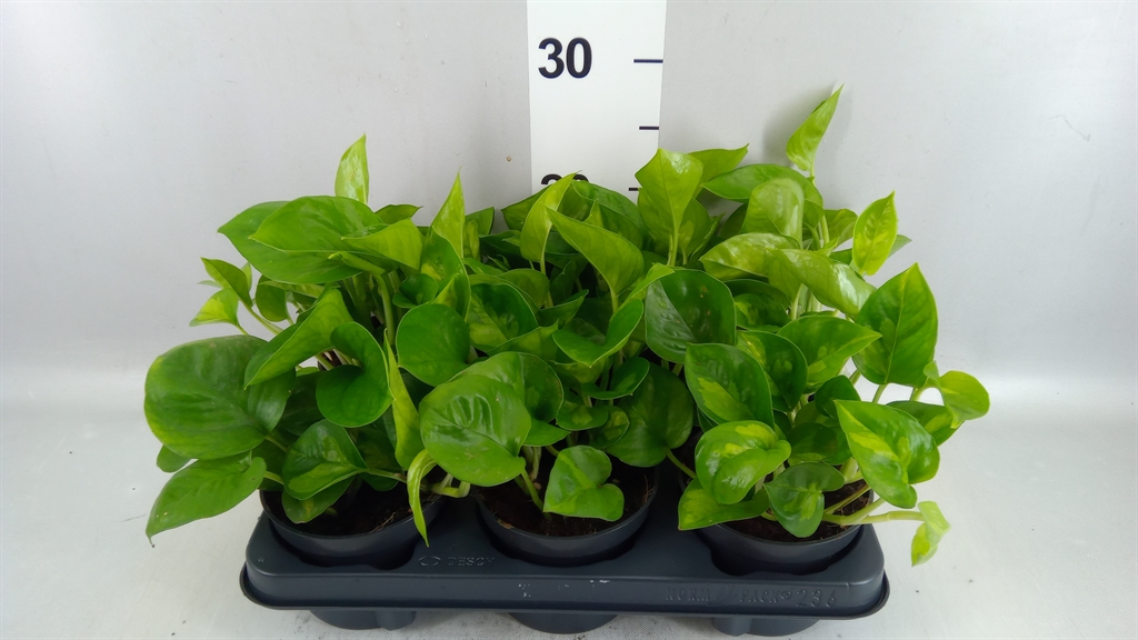 Epipr Global Green 12Ø 20cm