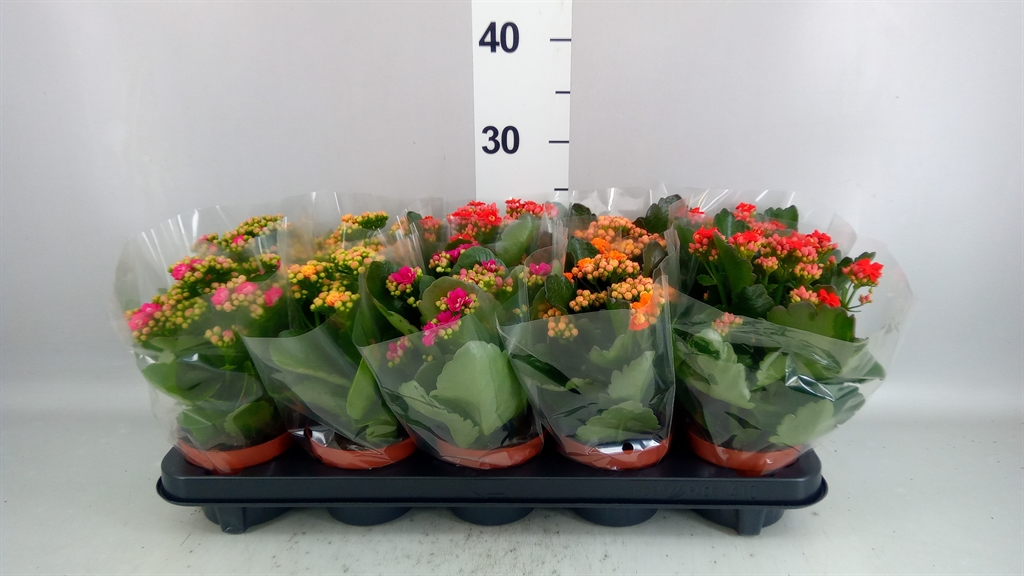 Kalanchoe Double Mix 10Ø 23cm