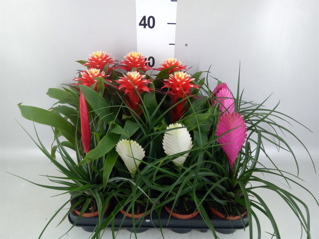 Bromelia Mix 9Ø 35cm
