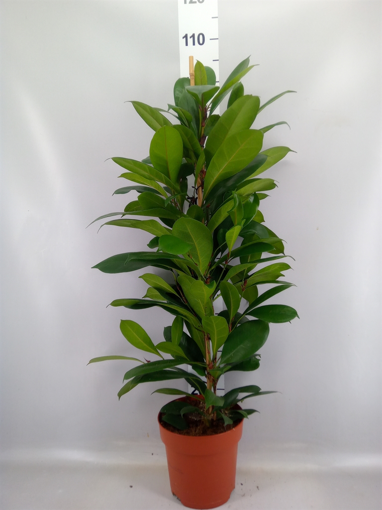 Ficus Cyathistipula 21Ø 95cm