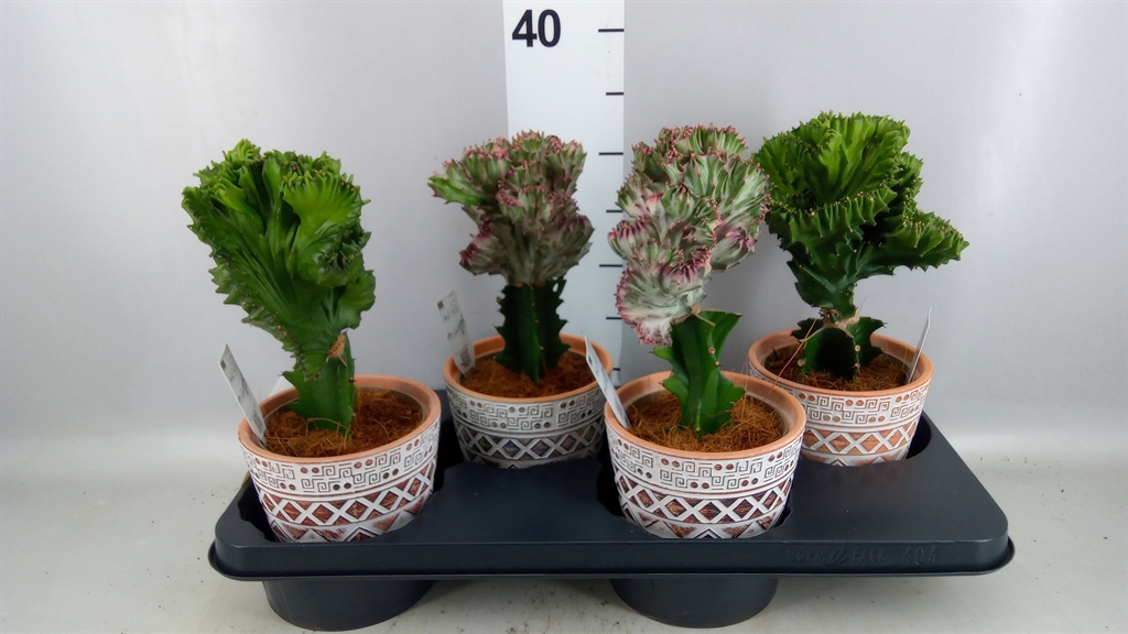 Euphorbia Lactea Cristata 14Ø 25cm