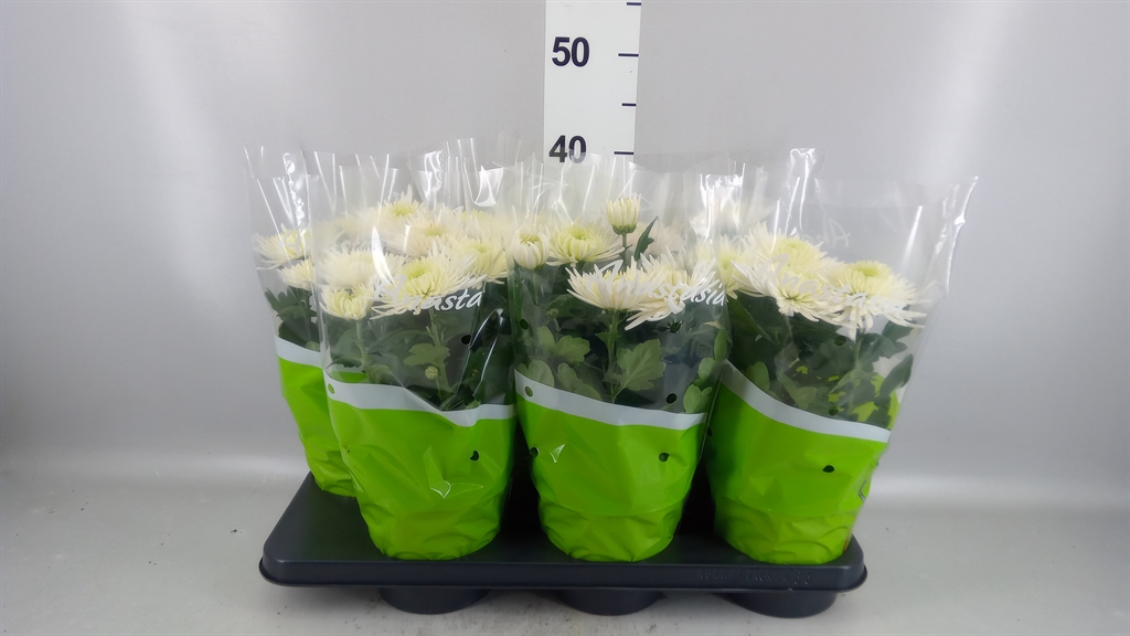Chrysanth Anastasia 15Ø 35cm
