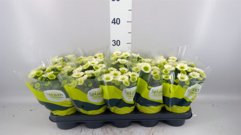 Chrysanth Splash Meadow 12Ø 20cm