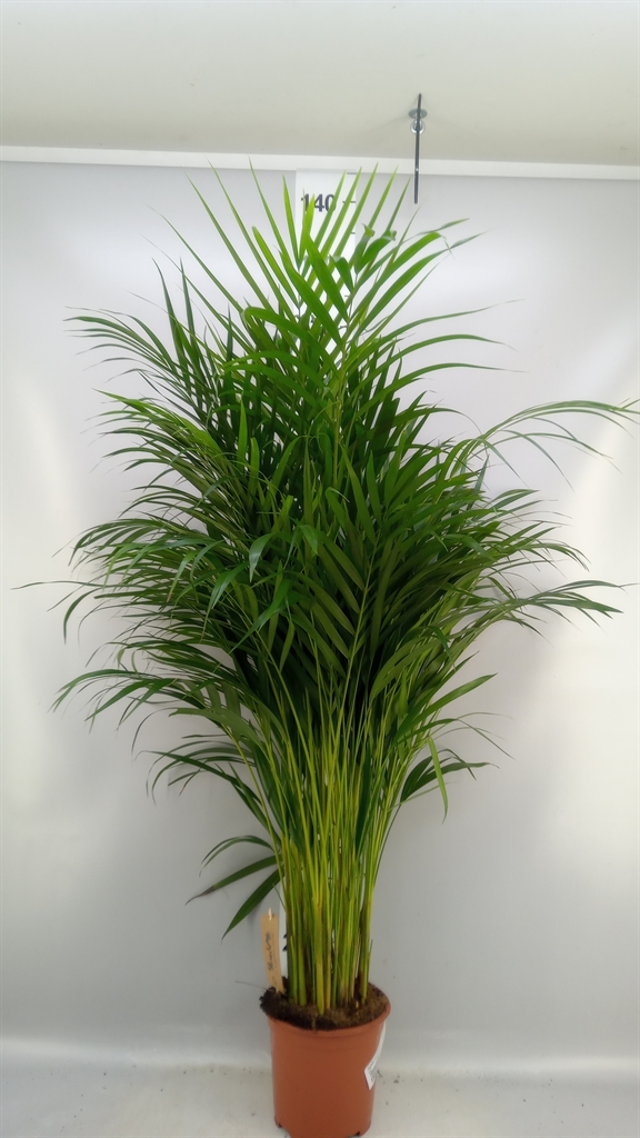 Dypsis Lutescens 19Ø 90cm