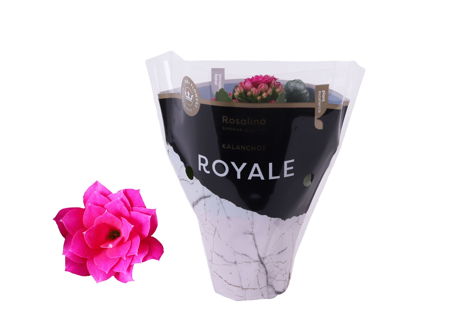 Kalanchoe Double Rosalina Don Victorio 7Ø 15cm