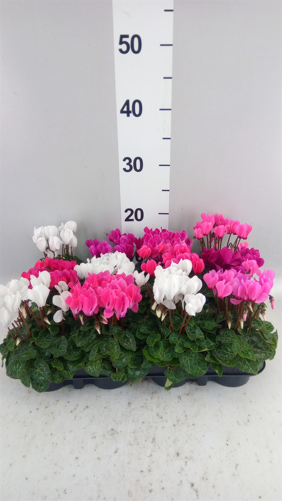 Cyclamen Super Serie Verano 7Ø 15cm