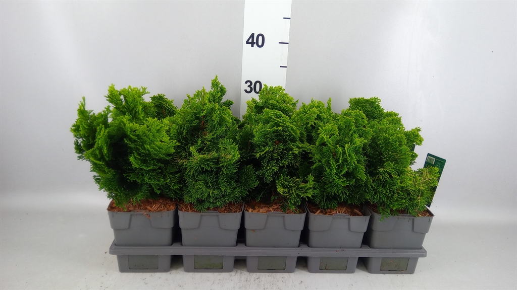 Chamaecyparis Aurora 12Ø 25cm