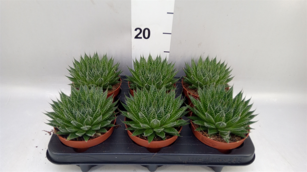 Aloe Ar Magic 12Ø 15cm