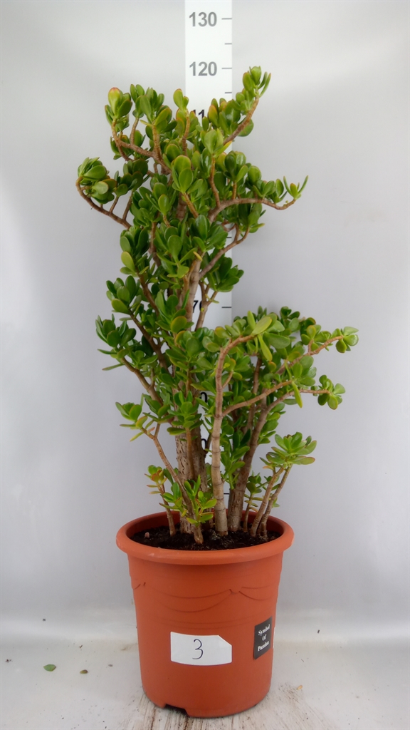 Crassula Ovata 32Ø 110cm
