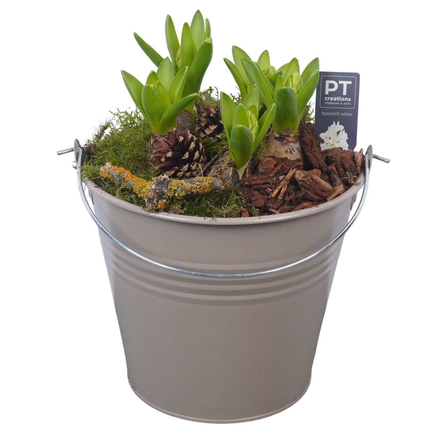 Arrangement Hyacinth 24Ø
