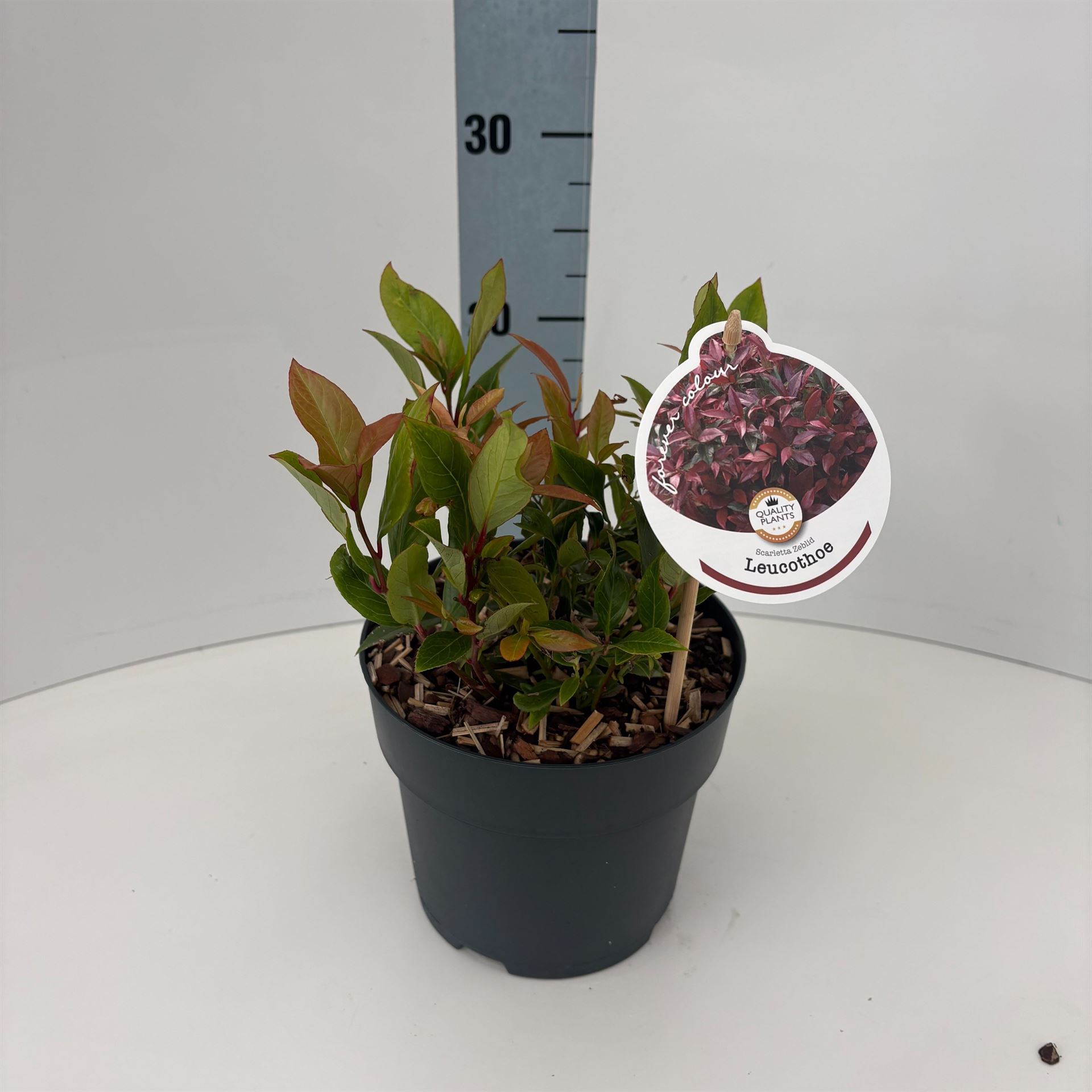 Leucothoe Zeblid 17Ø 30cm