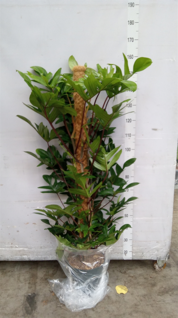 Philodendron Pedatum 27Ø 150cm