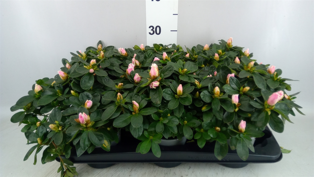 Rhododendron Hulsten 12Ø 25cm