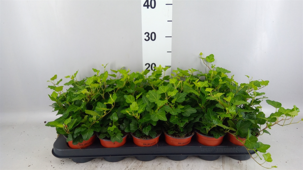 Hedera Helix Wonder 9Ø 12cm