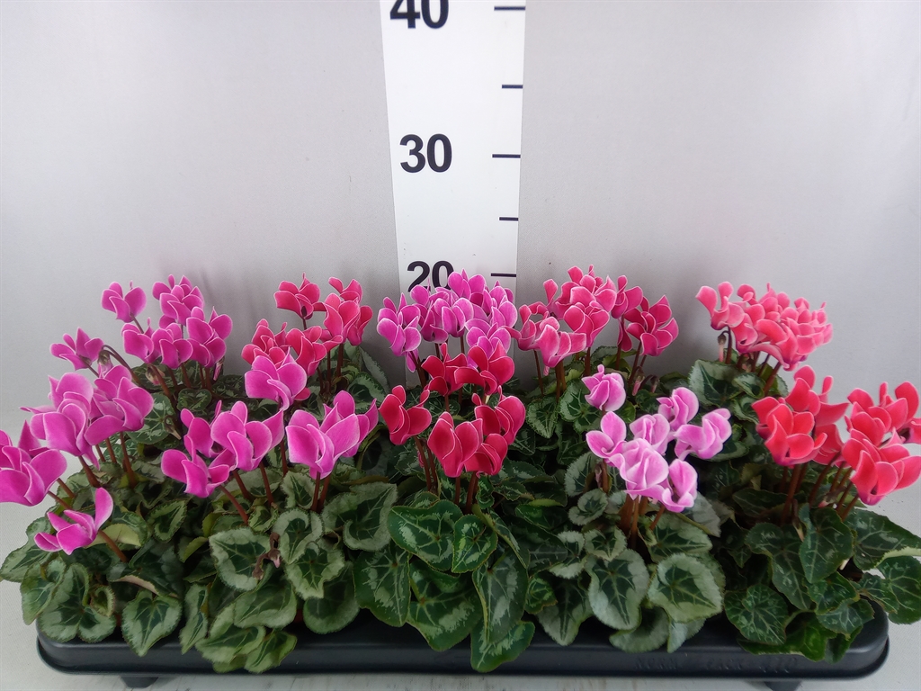 Cyclamen Smartiz 9Ø 18cm