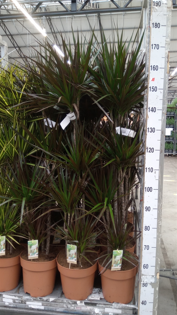 Dracaena Magenta 27Ø 140cm