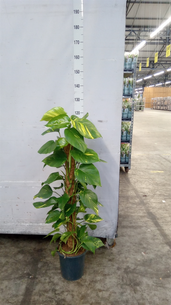 Epipremnum Moss Stick 24Ø 120cm