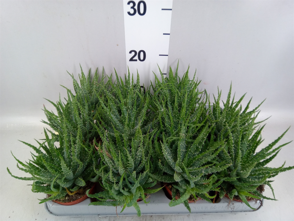 Aloe Humilis 8Ø 10cm