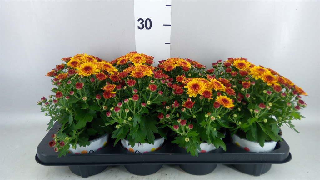 Chrysanthemum Podium Red Bicolor 12Ø 22cm
